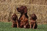 SETTER IRLANDAIS 136